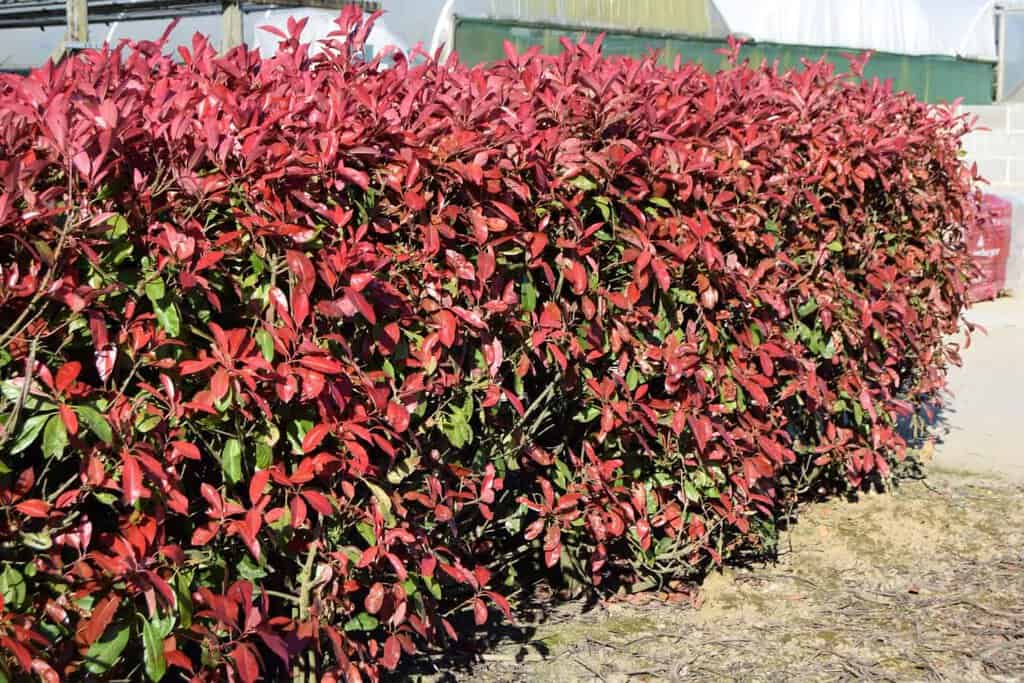 Photinia x fraseri 'Red Robin' 175-200 cm